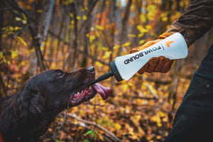 Dog Hydration 101: How to Identify and Prevent Canine Dehydration - FowlBound