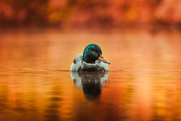 Duck Call Mastery: Techniques for Successful Hunting - FowlBound